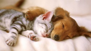 cane-e-gatto1