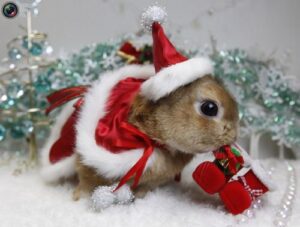 Eco Natale al Ceas di Formigine (5/10 anni) @ CEAS