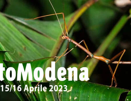 EntoModena, 15 e 16 Aprile a Modena: prenota subito il laboratorio per il tuo bambino!