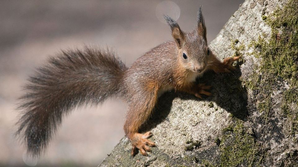 Amici? Naturale! Domenica 30 luglio, ore 16:00 Ca’ Rossa 