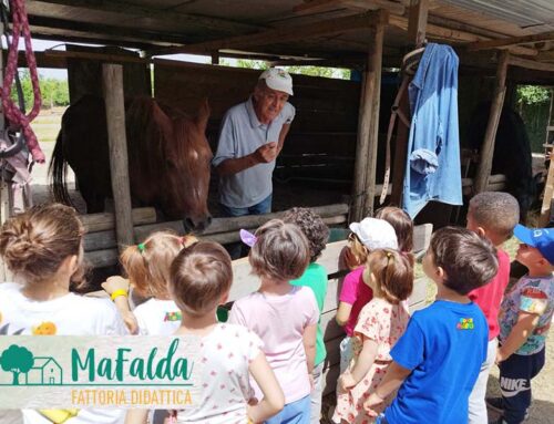 Centro estivo in Fattoria alla Ma Falda di Modena!